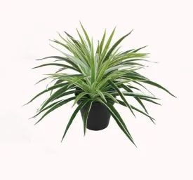 12" Decorative Artificial Potted Two Tone Green and White Grass Plant with Black Pot