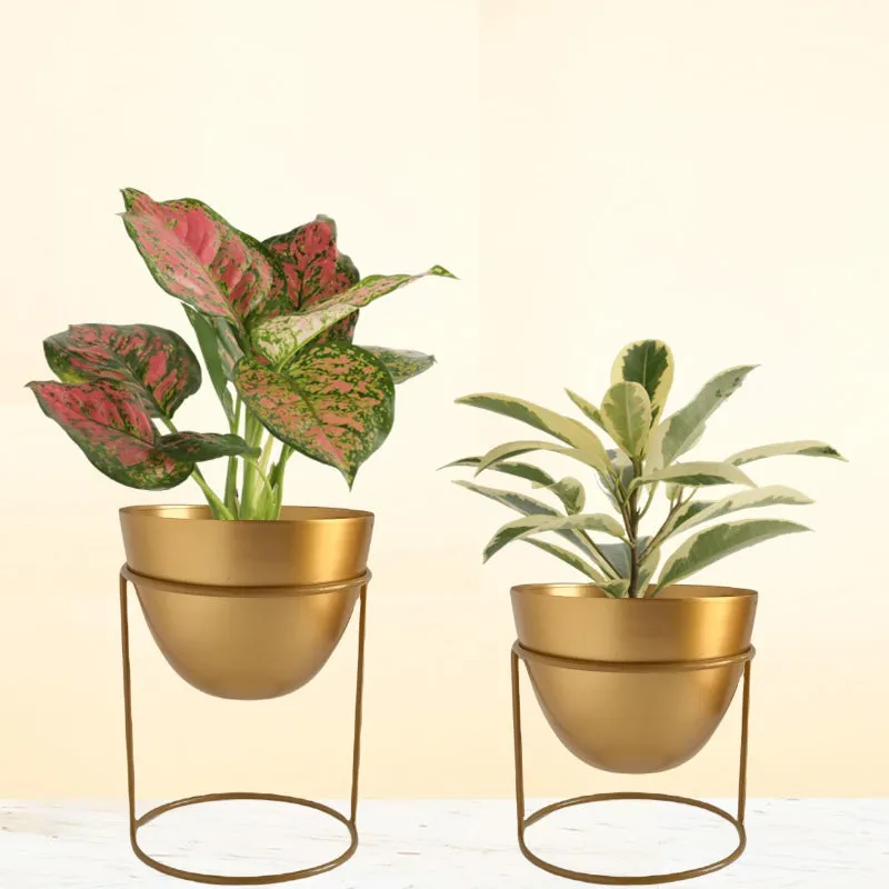 Alle Metal Plant Pot with Stand | Set of 2 | Multiple Colors