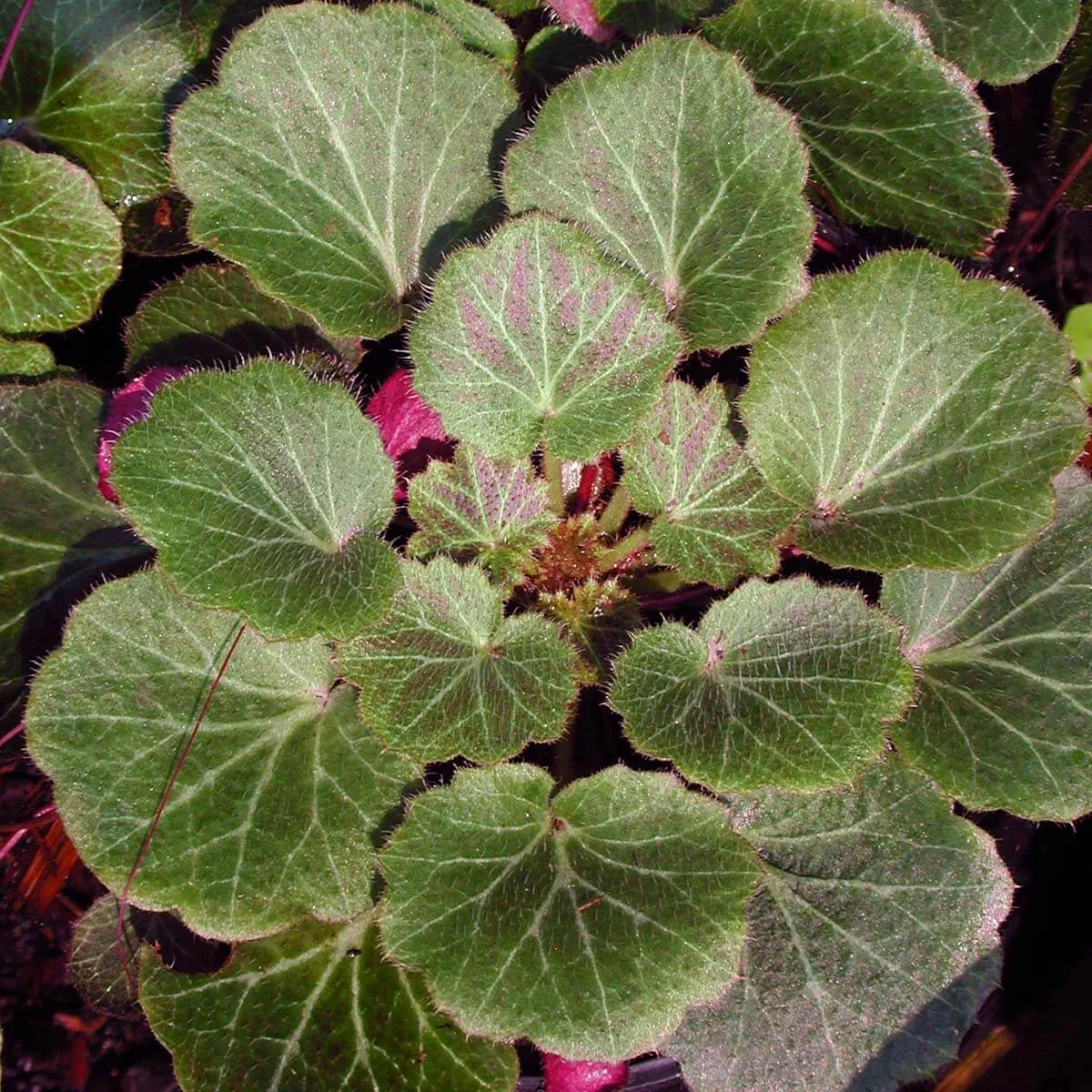 Begonia Saxifraga Hope's Wine