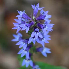 Great Blue Lobelia - Lobelia siphilitica